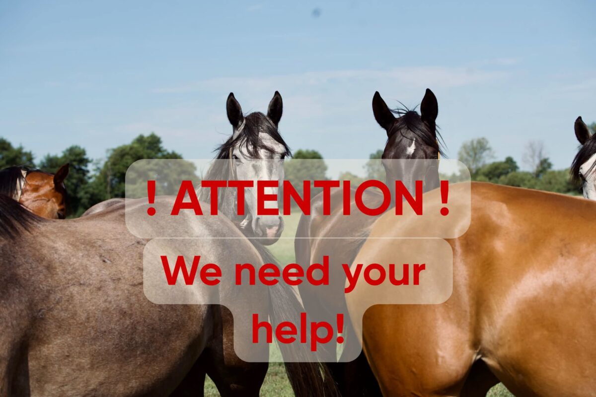 Breeding mares brutally injured and killed on the pasture: Paul Schockemöhle offers a reward of €10,000!