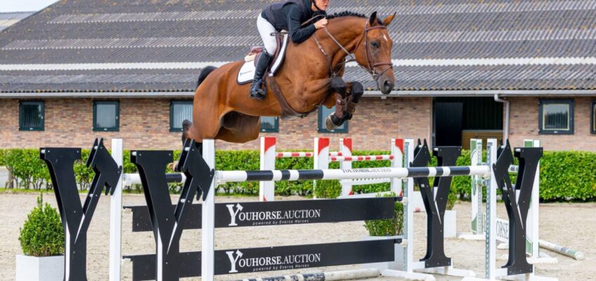80. Youhorse.auction startet mit einem Spitzenpreis von 45.000 € für Mr Cochac PS