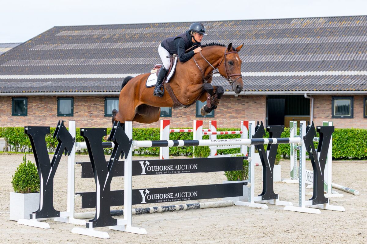 Youhorse.auction ends today and tomorrow: From embryos to sports horses