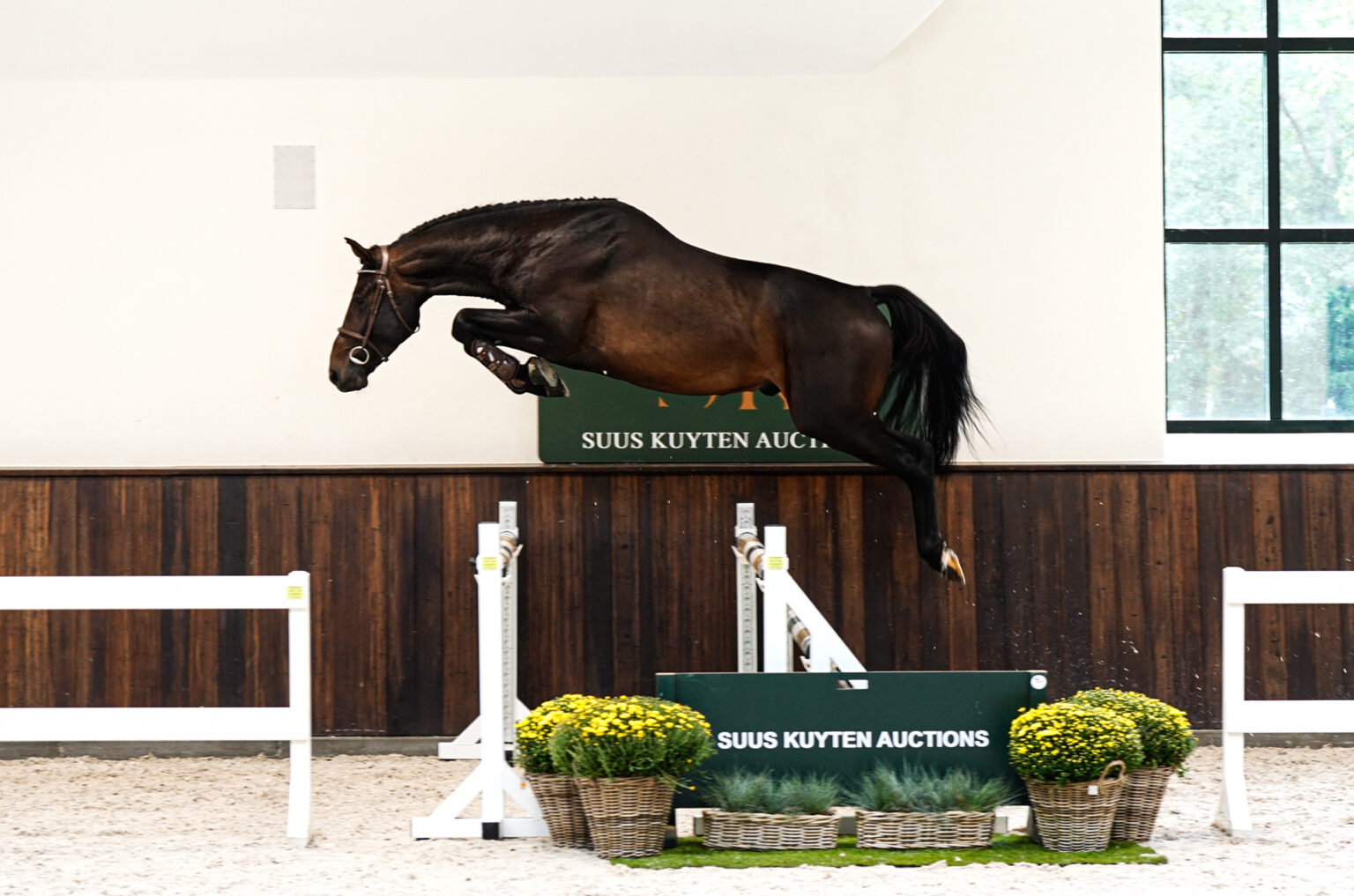 Three-year-old exception stallion Prince Eric is the highlight of the current SK Favorite auction